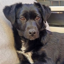 MIKA, Hund, Mischlingshund in Gernsheim - Bild 14