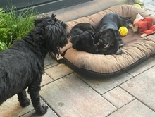 MIKA, Hund, Mischlingshund in Gernsheim - Bild 15