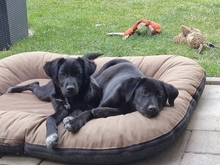 MIKA, Hund, Mischlingshund in Gernsheim - Bild 16