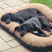 MIKA, Hund, Mischlingshund in Gernsheim - Bild 17
