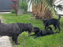 MIKA, Hund, Mischlingshund in Gernsheim - Bild 18
