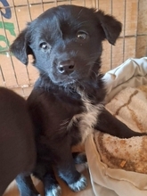 MIKA, Hund, Mischlingshund in Gernsheim - Bild 2