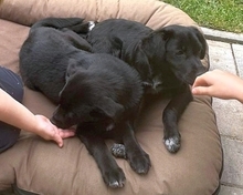 MIKA, Hund, Mischlingshund in Gernsheim - Bild 21