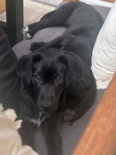 MIKA, Hund, Mischlingshund in Gernsheim - Bild 22