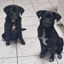 MIKA, Hund, Mischlingshund in Gernsheim - Bild 23