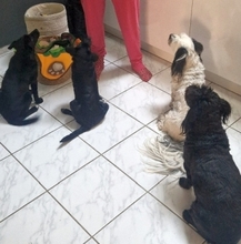 MIKA, Hund, Mischlingshund in Gernsheim - Bild 24