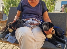 MIKA, Hund, Mischlingshund in Gernsheim - Bild 25