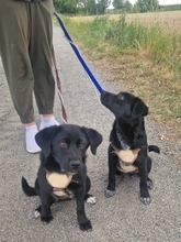 MIKA, Hund, Mischlingshund in Gernsheim - Bild 26