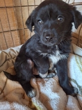 MIKA, Hund, Mischlingshund in Gernsheim - Bild 5