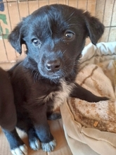 MIKA, Hund, Mischlingshund in Gernsheim - Bild 7