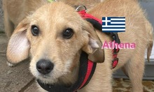 ATHENA, Hund, Greek Harehound in Heppenheim