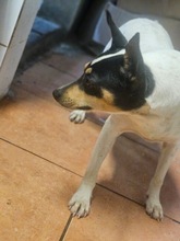 BANDOLERA, Hund, Bodeguero Andaluz in Spanien - Bild 7