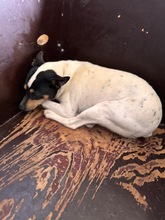 BANDOLERA, Hund, Bodeguero Andaluz in Spanien - Bild 8