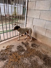 BANDOLERO, Hund, Bodeguero Andaluz in Spanien - Bild 11