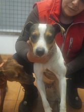 BANDOLERO, Hund, Bodeguero Andaluz in Spanien - Bild 8