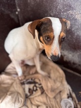 BANDOLERO, Hund, Bodeguero Andaluz in Spanien - Bild 9