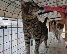 ILIO, Katze, Europäisch Kurzhaar in Kiel - Bild 1
