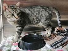 ILIO, Katze, Europäisch Kurzhaar in Kiel - Bild 10