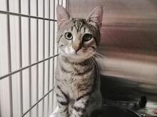 ILIO, Katze, Europäisch Kurzhaar in Kiel - Bild 12
