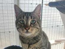 ILIO, Katze, Europäisch Kurzhaar in Kiel - Bild 13