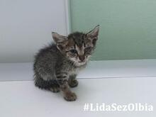 ILIO, Katze, Europäisch Kurzhaar in Kiel - Bild 14
