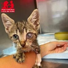 ILIO, Katze, Europäisch Kurzhaar in Kiel - Bild 15