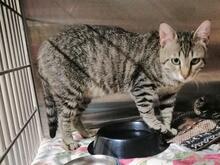 ILIO, Katze, Europäisch Kurzhaar in Kiel - Bild 16