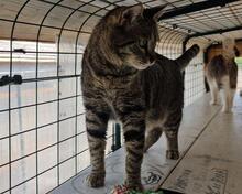 ILIO, Katze, Europäisch Kurzhaar in Kiel - Bild 2