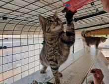 ILIO, Katze, Europäisch Kurzhaar in Kiel - Bild 3