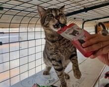 ILIO, Katze, Europäisch Kurzhaar in Kiel - Bild 4
