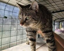 ILIO, Katze, Europäisch Kurzhaar in Kiel - Bild 5