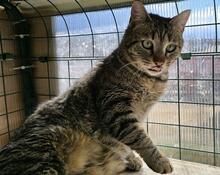 ILIO, Katze, Europäisch Kurzhaar in Kiel - Bild 6
