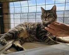 ILIO, Katze, Europäisch Kurzhaar in Kiel - Bild 7