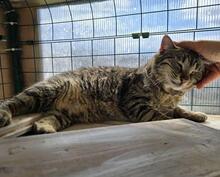 ILIO, Katze, Europäisch Kurzhaar in Kiel - Bild 8