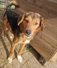 VITO, Hund, Mischlingshund in Rumänien - Bild 15