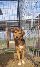 VITO, Hund, Mischlingshund in Rumänien - Bild 16