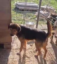 VITO, Hund, Mischlingshund in Rumänien - Bild 17
