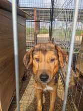 VITO, Hund, Mischlingshund in Rumänien - Bild 20