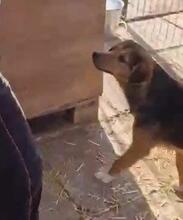 VITO, Hund, Mischlingshund in Rumänien - Bild 21