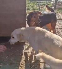 VITO, Hund, Mischlingshund in Rumänien - Bild 22