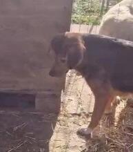 VITO, Hund, Mischlingshund in Rumänien - Bild 23