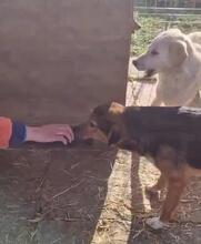 VITO, Hund, Mischlingshund in Rumänien - Bild 24