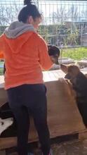 VITO, Hund, Mischlingshund in Rumänien - Bild 25