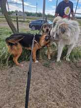 VITO, Hund, Mischlingshund in Rumänien - Bild 26