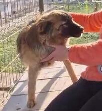 NOX, Hund, Mischlingshund in Rumänien - Bild 16