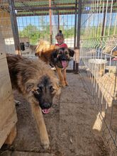 NOX, Hund, Mischlingshund in Rumänien - Bild 18