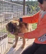 NOX, Hund, Mischlingshund in Rumänien - Bild 19