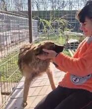 NOX, Hund, Mischlingshund in Rumänien - Bild 22