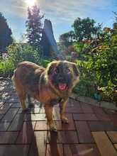 NOXA, Hund, Mischlingshund in Fredersdorf-Vogelsdorf