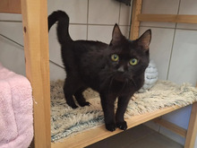 MOSIA, Katze, Europäisch Kurzhaar in Hamburg - Bild 3